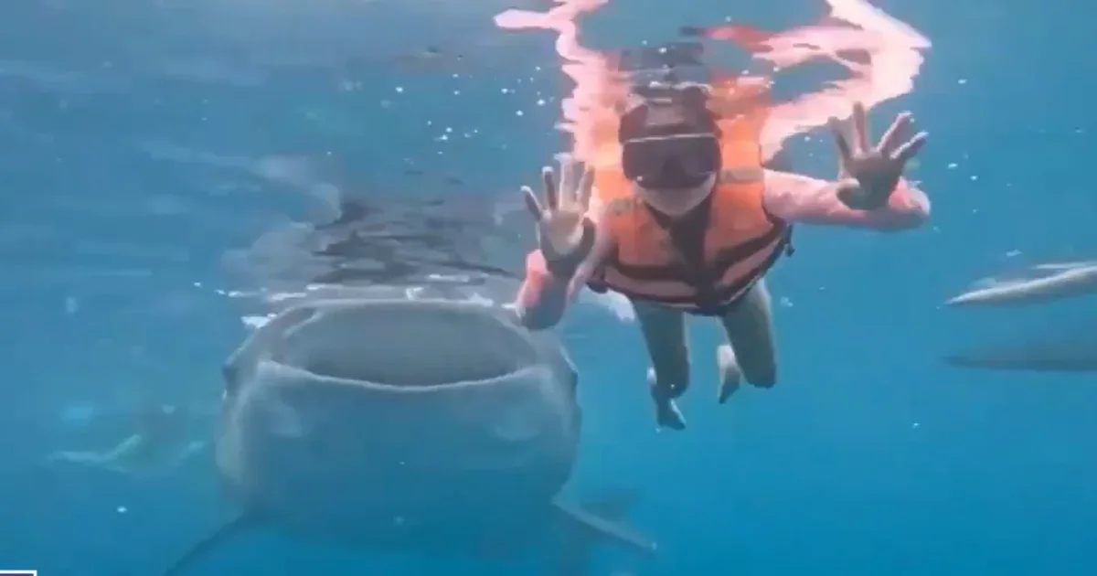 Një selfie nënujore që çoi në një takim të pabesueshëm!